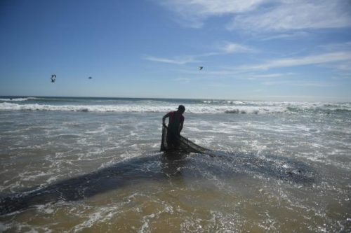 Europäische Bürgerinitiative zum Schutz von Haien: Kommission registriert „Stop Finning – Stop the Trade“