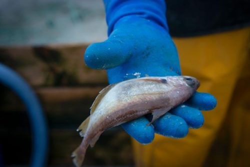 EU, Norwegen und die Färöer einigen sich auf Abkommen zur Fischereikontrolle