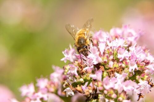 Ein virtueller Blick in eine Welt ohne Bienen: Kommission startet den „Pollinator Park“