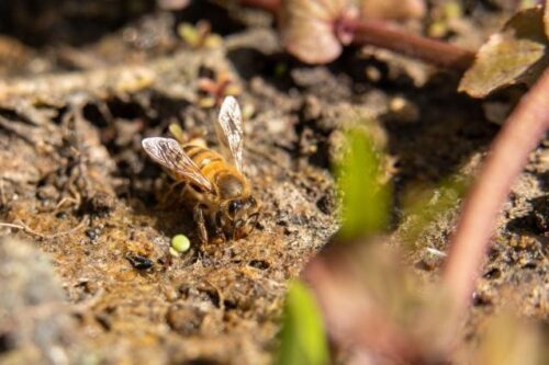 Schutz der Bienen und anderer Bestäuber: Bericht der Kommission zeigt dringenden Handlungsbedarf